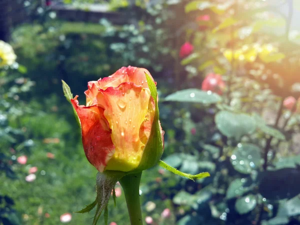 Schöne Orange Rose Garten Nach Dem Regen — Stockfoto