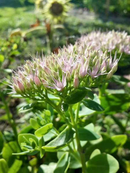 Bellissimi Fiori Giardino Rosa Alla Luce Del Tramonto — Foto Stock