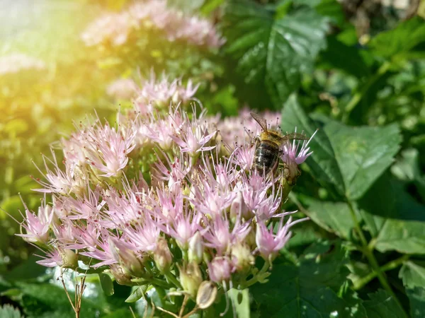 Gün batımı ışık ve arı güzel pembe bahçe çiçekleri