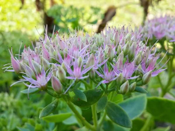 Gün batımı ışık güzel pembe bahçe çiçekleri