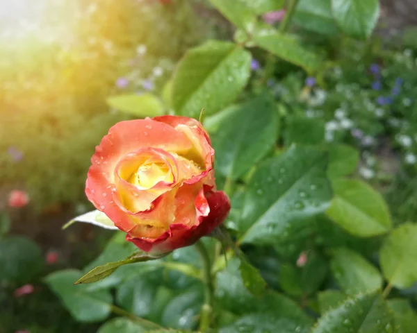 Όμορφο Πορτοκαλί Τριαντάφυλλο Στον Κήπο Μετά Βροχή Εικόνα Αρχείου