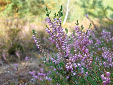 Ormandaki güzel funda çiçekleri