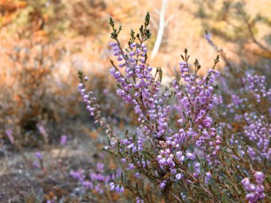 Ormandaki güzel funda çiçekleri