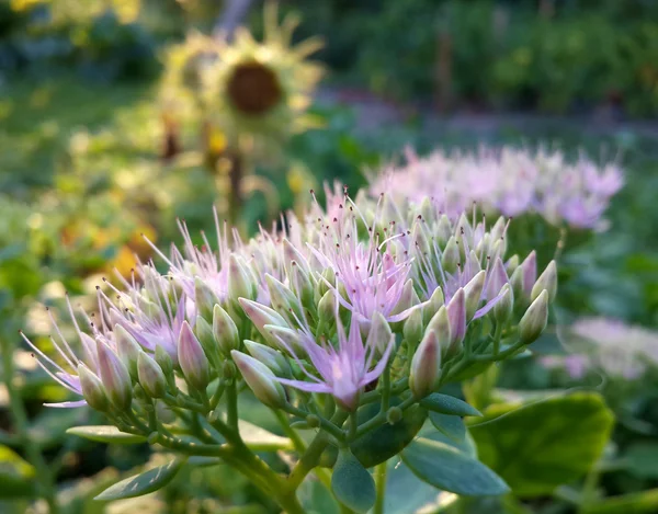 Bellissimi Fiori Giardino Rosa Alla Luce Del Tramonto — Foto Stock