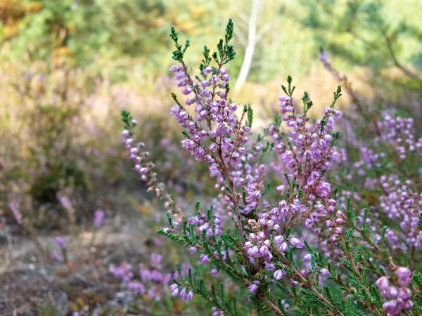 Ormandaki güzel funda çiçekleri