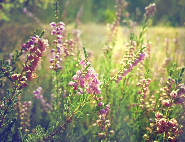 Beautiful Heather Flowers Forest Glade — Foto de Stock