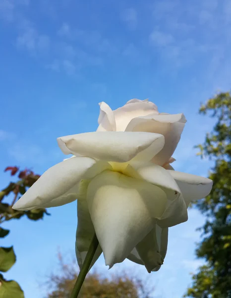 Schöne Weiße Rose Garten Und Blauer Himmel — Stockfoto