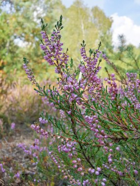 Bahçedeki mor kır çiçekleri, ilkbaharda uyanıp güneşin sıcacık altın ışıklarına uyanırlar.