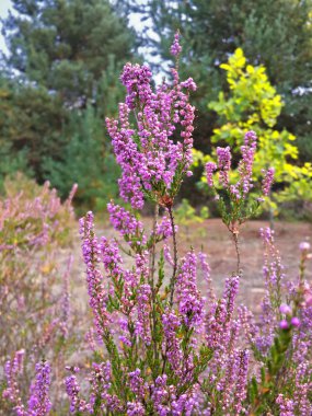 Bahçedeki mor kır çiçekleri, ilkbaharda uyanıp güneşin sıcacık altın ışıklarına uyanırlar.