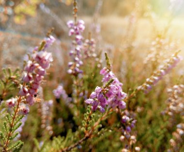 Bahçedeki mor kır çiçekleri, ilkbaharda uyanıp güneşin sıcacık altın ışıklarına uyanırlar.