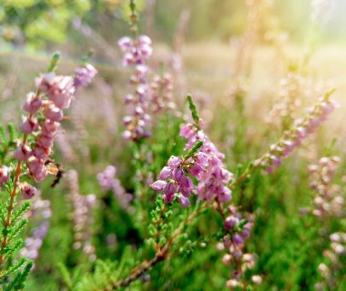 Bahçedeki mor kır çiçekleri, ilkbaharda uyanıp güneşin sıcacık altın ışıklarına uyanırlar.