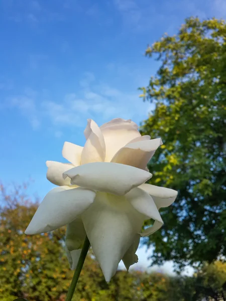 Schöne Weiße Rose Garten Und Blauer Himmel — Stockfoto