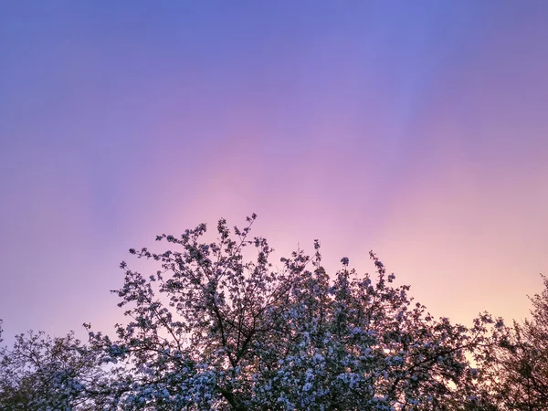 Wieczorne Zachmurzone Niebo Szczyty Drzew — Zdjęcie stockowe