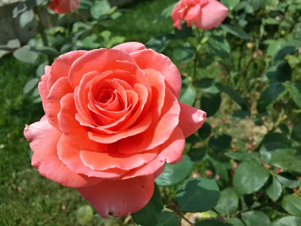 Lila Krokusblüten Garten Die Frühling Den Warmen Goldenen Sonnenstrahlen Erwachen — Stockfoto