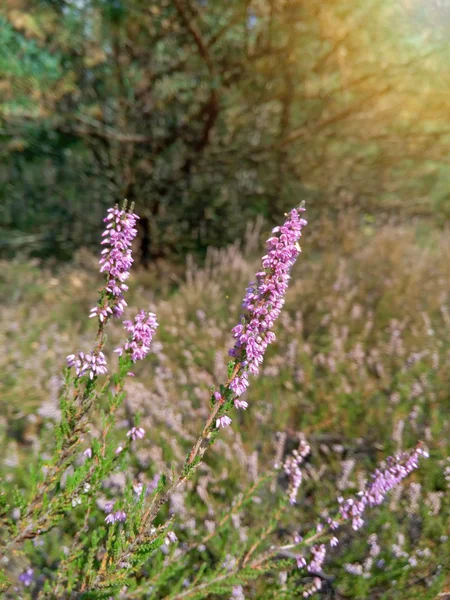Bahçedeki mor kır çiçekleri, ilkbaharda uyanıp güneşin sıcacık altın ışıklarına uyanırlar.