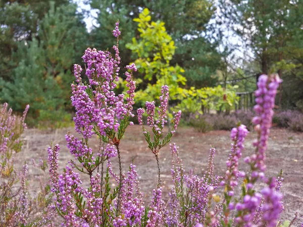 Flores Cocodrilo Púrpura Jardín Despertando Primavera Los Cálidos Rayos Dorados — Foto de Stock