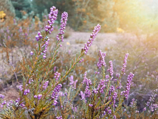 Flores Cocodrilo Púrpura Jardín Despertando Primavera Los Cálidos Rayos Dorados — Foto de Stock