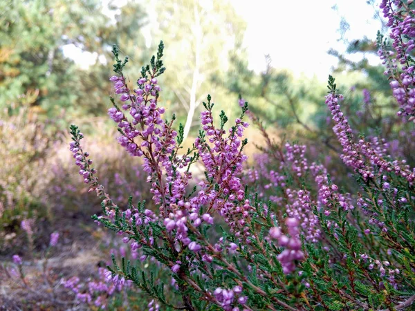 Flores Cocodrilo Púrpura Jardín Despertando Primavera Los Cálidos Rayos Dorados — Foto de Stock