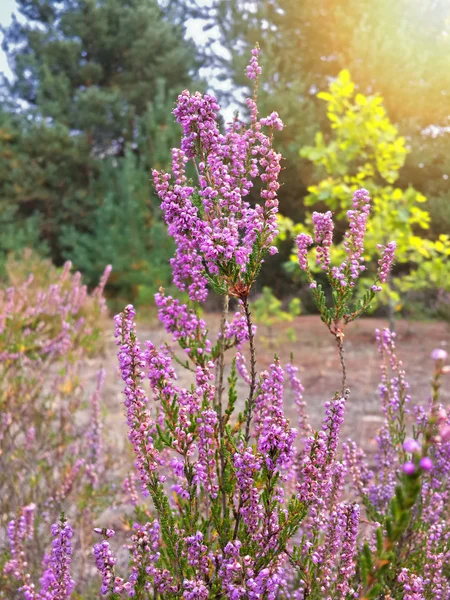 Flores Cocodrilo Púrpura Jardín Despertando Primavera Los Cálidos Rayos Dorados — Foto de Stock