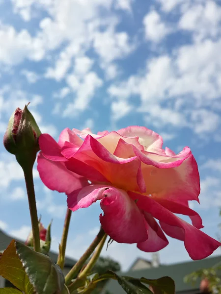 Lila Krokusblüten Garten Die Frühling Den Warmen Goldenen Sonnenstrahlen Erwachen — Stockfoto