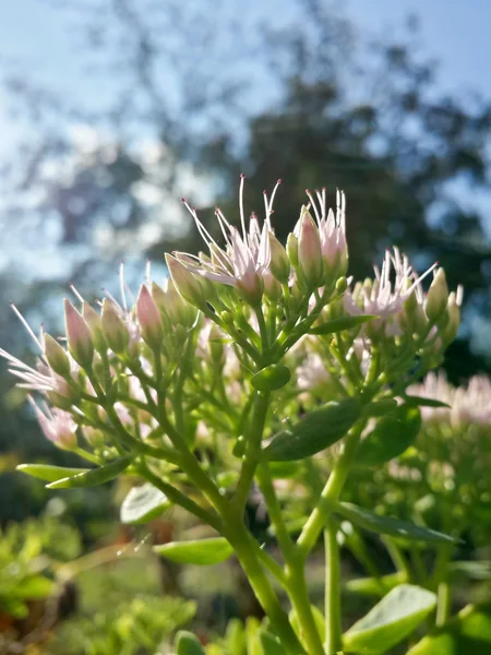 Bellissimi Fiori Giardino Rosa Alla Luce Del Tramonto — Foto Stock