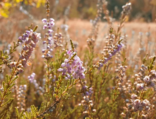 Flores Cocodrilo Púrpura Jardín Despertando Primavera Los Cálidos Rayos Dorados — Foto de Stock