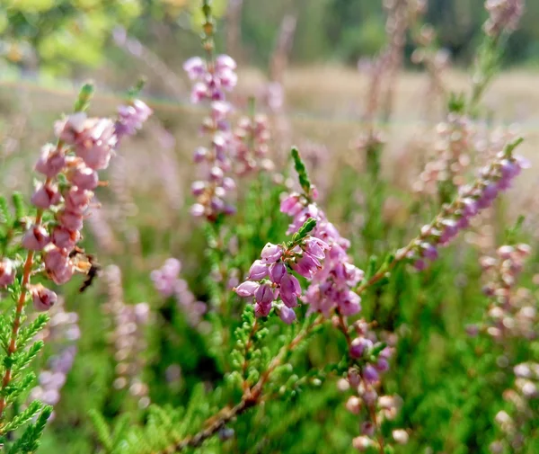 Lila Krokus Blommor Trädgården Vaknar Våren Till Varma Guldstrålar Solsken — Stockfoto