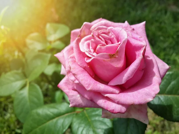 Lila Krokusblüten Garten Die Frühling Den Warmen Goldenen Sonnenstrahlen Erwachen — Stockfoto