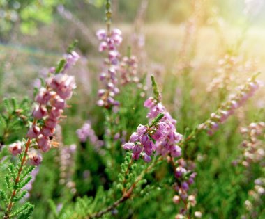 Orman glade heather güzel çiçekler