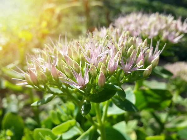 Bellissimi Fiori Giardino Rosa Alla Luce Del Tramonto — Foto Stock