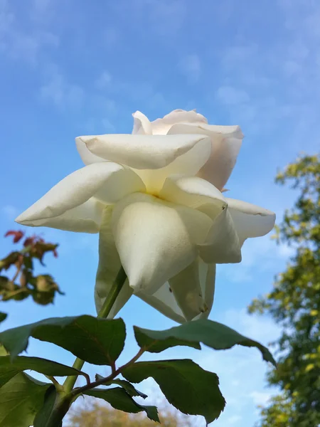 Schöne weiße Rose im Garten und blauer Himmel — Stockfoto