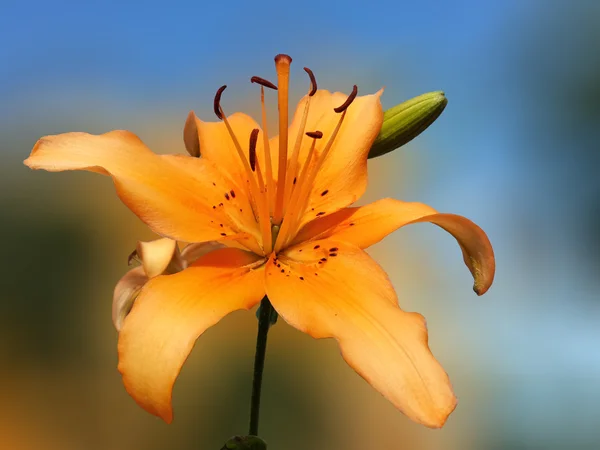 Beautiful orange lily flower — Stock Photo, Image