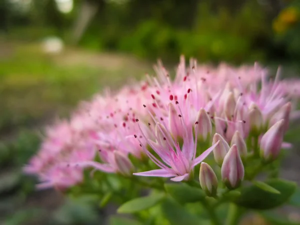 Bellissimi fiori da giardino rosa alla luce del tramonto — Foto Stock