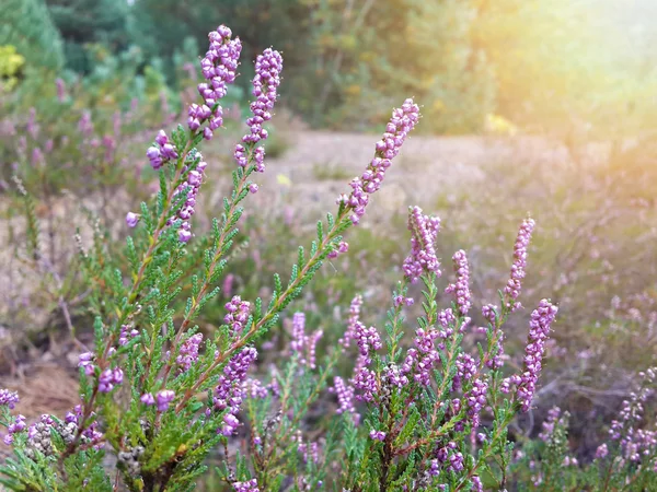 Hermosas flores de brezo en el claro del bosque — Foto de Stock