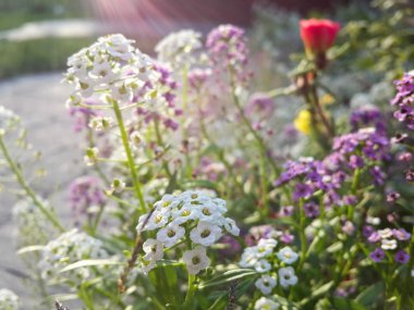 Güzel bahçe beyaz ve mor çiçekler