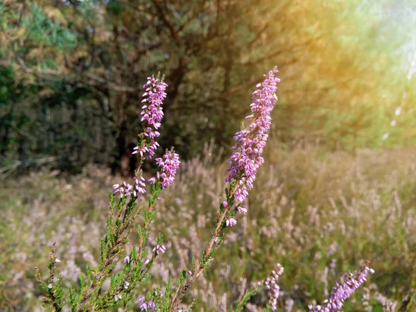 Hermosas flores de brezo en el claro del bosque — Foto de Stock