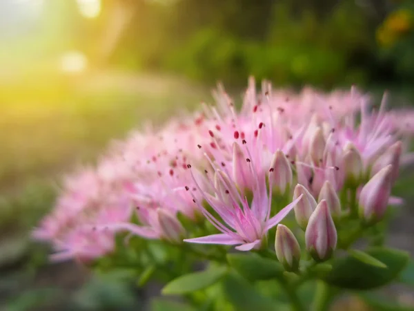 Όμορφα ροζ λουλούδια κήπων στο φως του ηλιοβασιλέματος Εικόνα Αρχείου