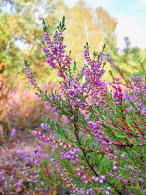 Orman glade heather güzel çiçekler