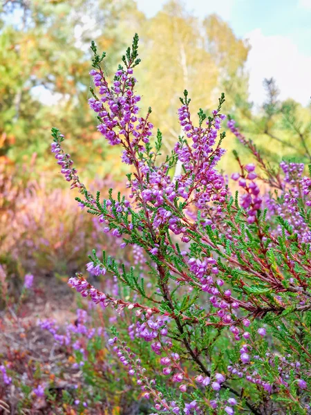Hermosas flores de brezo en el claro del bosque — Foto de Stock