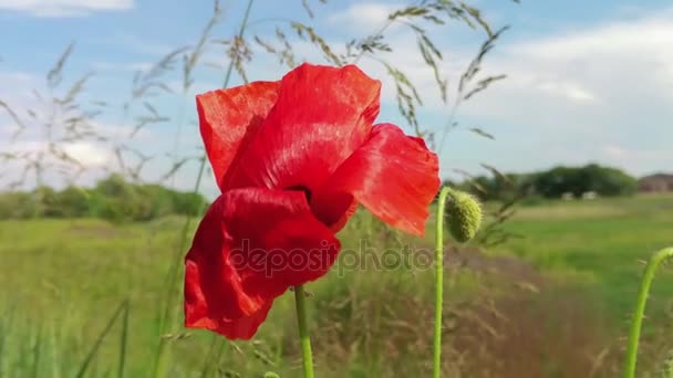 Hermosa amapola roja entre hierba verde y cielo azul — Vídeo de stock