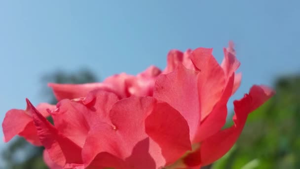 Tierno jardín rosa musgo rosa flor y cielo azul — Vídeos de Stock