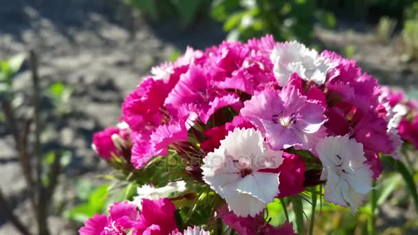 Tiernas flores de clavel de color rosa blanco — Vídeos de Stock