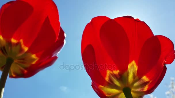 Prachtige voorjaar rode tulpen en blauwe wolkenloze hemel — Stockvideo