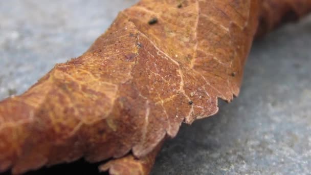 Frunză maro de toamnă uscată așezată pe betonul gri — Videoclip de stoc