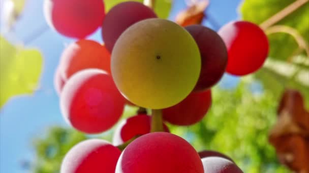 Vackra läckra mogna rosa druvor och blå sommarhimmel — Stockvideo