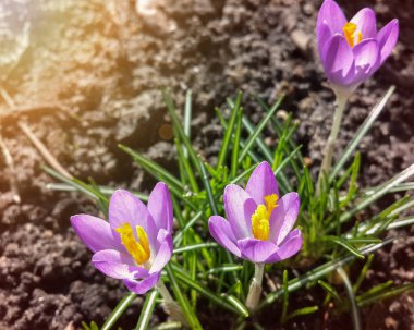 Bahçedeki mor tarla çiçekleri, ilkbaharda güneş ışığının sıcacık altın ışıklarına uyanırlar.