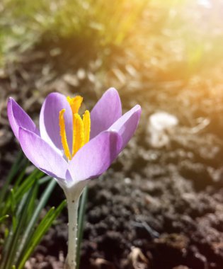 Bahçedeki mor çiçek, ilkbaharda güneş ışığının sıcacık altın ışıklarına uyanır.