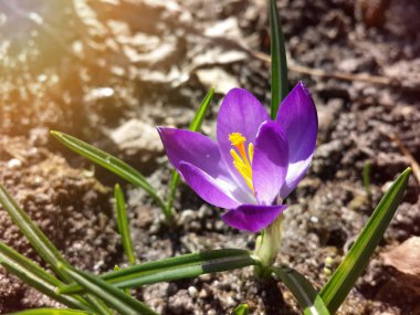 Bahçedeki mor çiçek, ilkbaharda güneş ışığının sıcacık altın ışıklarına uyanır.