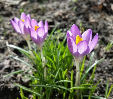 Bahçedeki mor tarla çiçekleri, ilkbaharda güneş ışığının sıcacık altın ışıklarına uyanırlar.