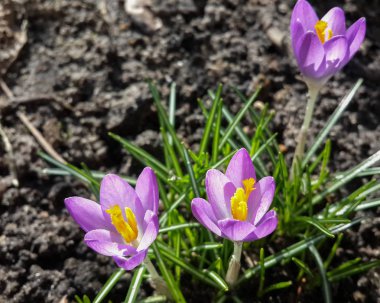 Bahçedeki mor tarla çiçekleri, ilkbaharda güneş ışığının sıcacık altın ışıklarına uyanırlar.